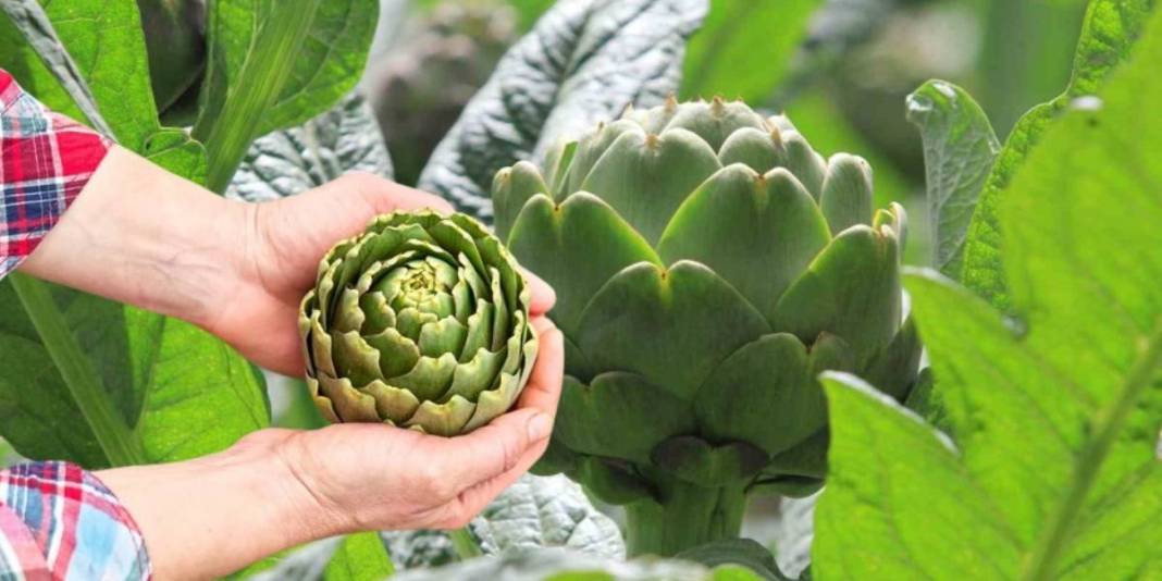 Kilosu değil tanesi 400 TL: 3 ülke kontratlar için sıraya girdi bile 6